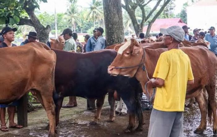 Penjual Hewan Kurban Wajib Kantongi SKKH