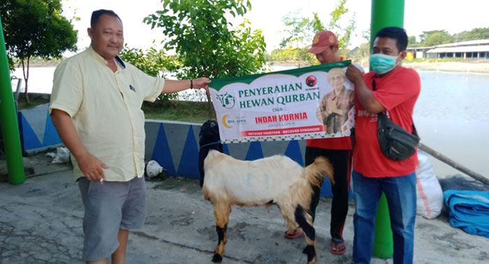 Idul Adha 1443 H, Indah Kurnia Bagikan 35 Kambing Kurban Bagi Warga Sidoarjo dan Surabaya