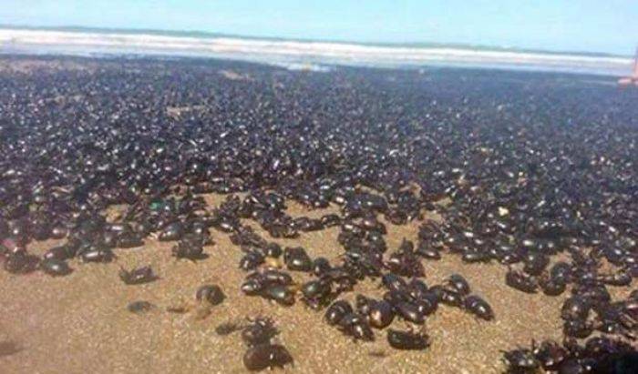 Jutaan Kumbang Penuhi Pantai-pantai di Resor Mar de Ajo Argentina