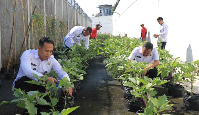 Wujud Dukung Ketahanan Pangan dari WBP, Kalapas Pemuda Madiun Panen Terong Wujud Dukung Ketahanan Pangan dari WBP, Kalapas Pemuda Madiun Panen Terong