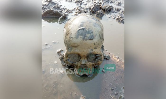 Tengkorak Kepala Manusia Ditemukan di Tambak Desa Tambakrejo, Sidoarjo
