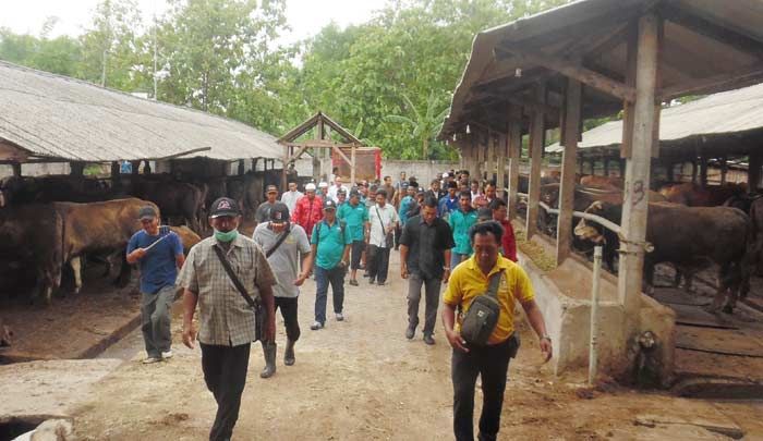  Pemkab Pasuruan Optimalisasi Usaha Sapi Potong Berbasis Agrbisnis