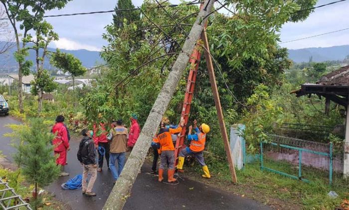 ​Diterpa Angin Kencang, Akasia Tumbang Terpa Kabel PLN