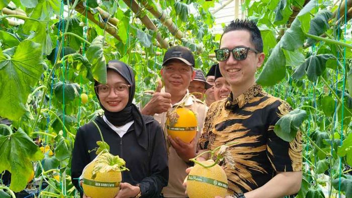 Petik Melon di Gen Sobo Farm Burengan, Wali Kota Kediri Ajak Masyarakat Tingkatkan Ketahanan Pangan Petik Melon di Gen Sobo Farm Burengan, Wali Kota Kediri Ajak Masyarakat Tingkatkan Ketahanan Pangan