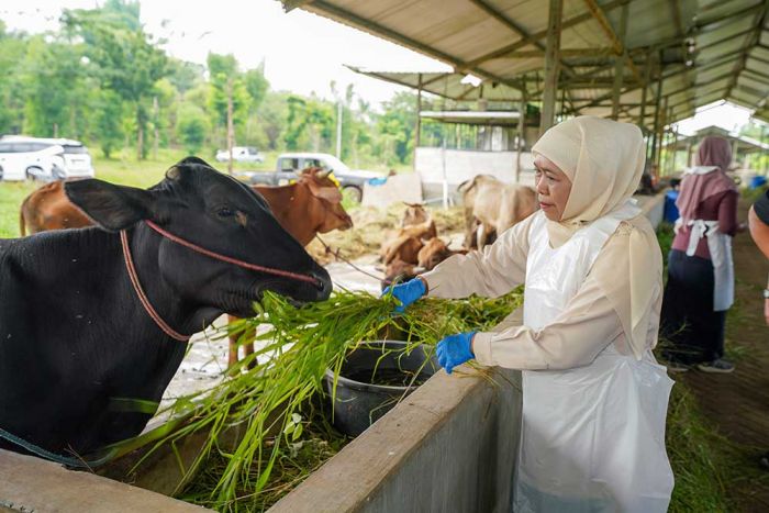 Tinjau Peternakan di Pasuruan, Khofifah Tegaskan Pentingnya Proteksi Pasar Hewan saat Wabah PMK