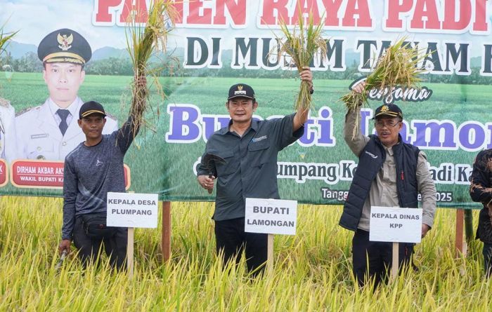 Lamongan Sukses Panen Raya Ketiga Padi Inbrida, Harga Gabah Tembus Rp7.200 per Kg