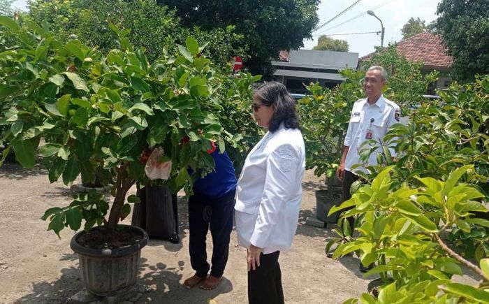 Pj Wali Kota Kediri Tinjau Kebun DKPP, Dukung Program Dalam Mencapai Ketahanan Pangan