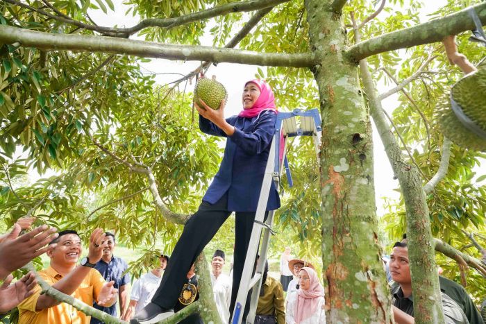 Jatim Penghasil Durian Terbesar, Khofifah Bakal Jadikan Ekspor Unggulan Demi Kesejahteraan Petani