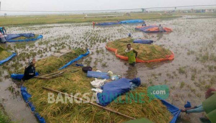 250 Hektare Tanaman Padi di Baureno Bojonegoro Tak Terselamatkan