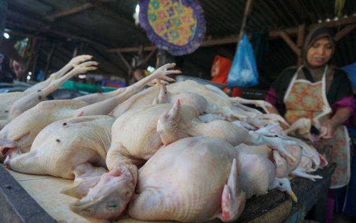 Harga Daging Ayam di Pasar Citra Niaga Jombang Tembus Rp 40 ribu per kilo