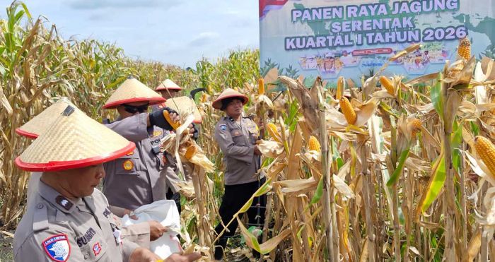 Dukung Ketahanan Pangan, Polsek Balongbendo Gelar Panen Raya Jagung