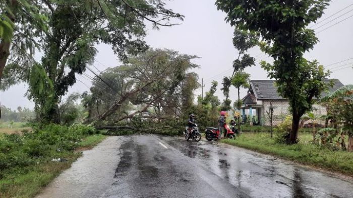 ​Pohon Tumbang Tutup Jalur Tuban-Bojonegoro, Pengendara Harus Putar Balik