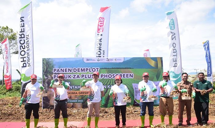 Pupuk Petro ZA Plus dan Phosgreen Tingkatkan Produktivitas Budidaya Bibit Kentang di Karo