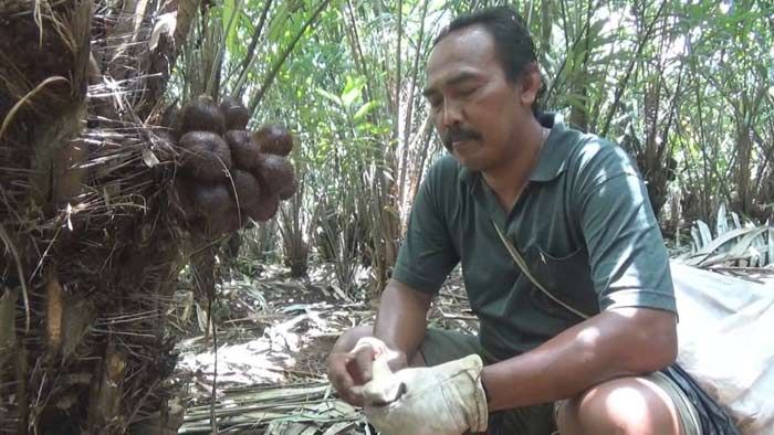 Harga Salak Organik di Jombang Tak Semanis Rasanya