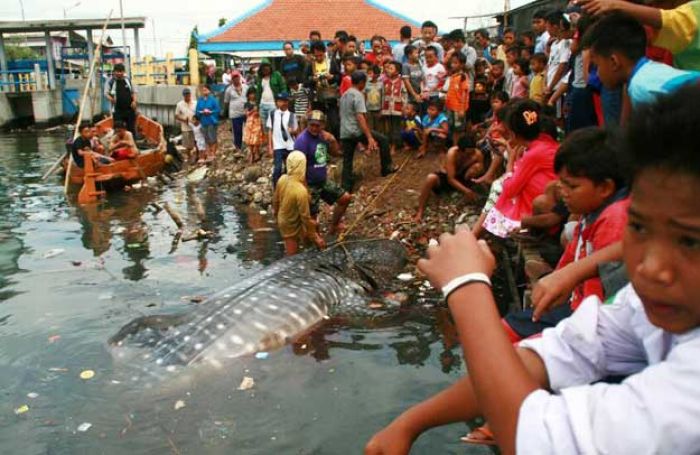 Penemuan Hiu Tutul Hebohkan Warga Kroman, Gresik