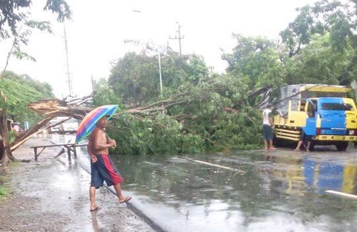 Hujan Disertai Angin Kencang Terjang Mojokerto, Pengendara Motor Nyaris Tertimpa Pohon