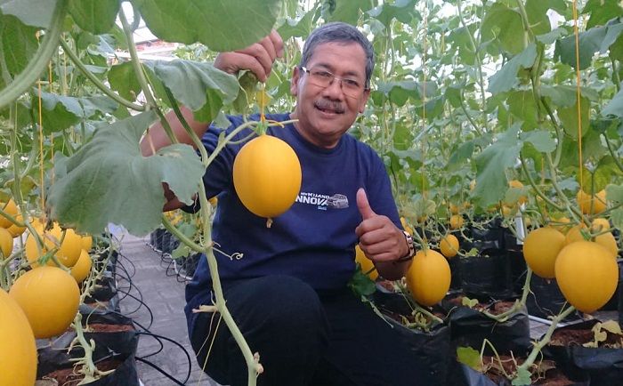 Pemdes Randuagung Gresik Budidaya Melon Luna Maya di Wisata Ecopark