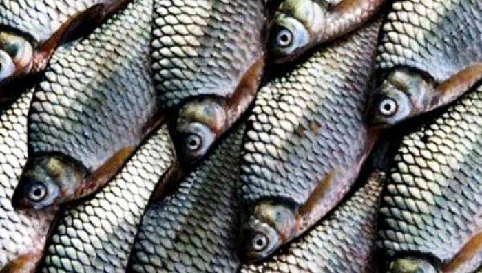 Debit Air Naik dan Keruh, Ribuan Ikan Bader di Kali Brantas Mabuk