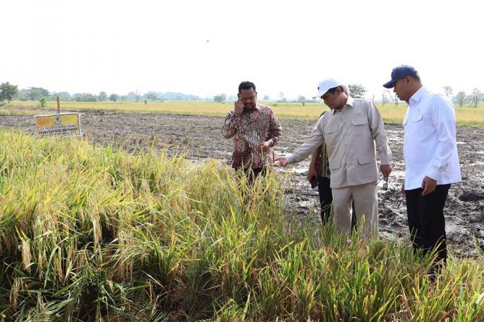 Capai 9 Ton per Hektare, Mentan Apresiasi Produksi Padi di Gresik