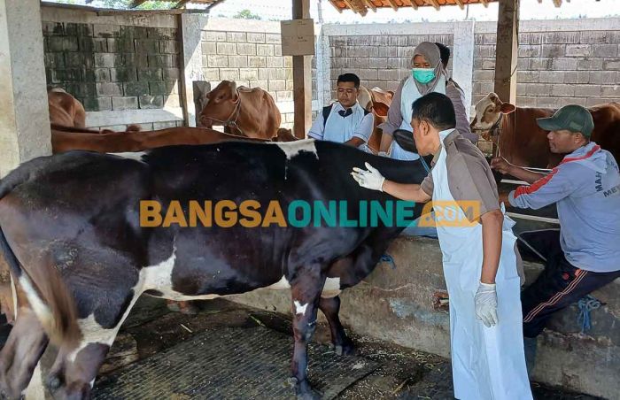 Vaksin Bertahap, Langkah Disnak Jombang Tekan PMK