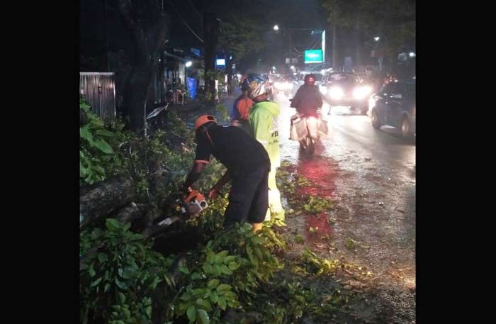Hujan Disertai Angin, Dua Pohon di Kawasan Kota Malang Roboh