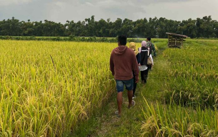 Serapan Gabah Bulog Kediri Capai 137,21 Persen dari Target