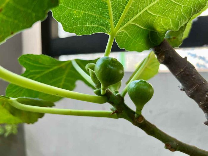 Berbagai Manfaat Konsumsi Buah Tin, Ampuh Redakan Stress hingga Tingkatkan Fungsi Otak Berbagai Manfaat Konsumsi Buah Tin, Ampuh Redakan Stress hingga Tingkatkan Fungsi Otak