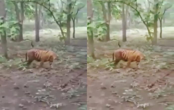 Harimau Jawa Berkeliaran,  Diduga di Hutan Jati Ponorogo, Videonya Viral