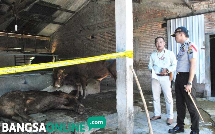 Polres Ngawi Berhasil Ungkap Praktik Sapi Gelonggongan di Karangtengah