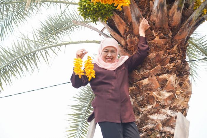 Kunjungi Kurma Park Pasuruan, Khofifah Jajal Pengalaman Petik Kurma Hingga Anggur Brazil