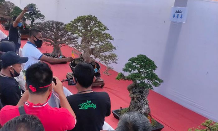 Ratusan Penggemar Bonsai Pamerkan Hasil Kreasi di Ngawi