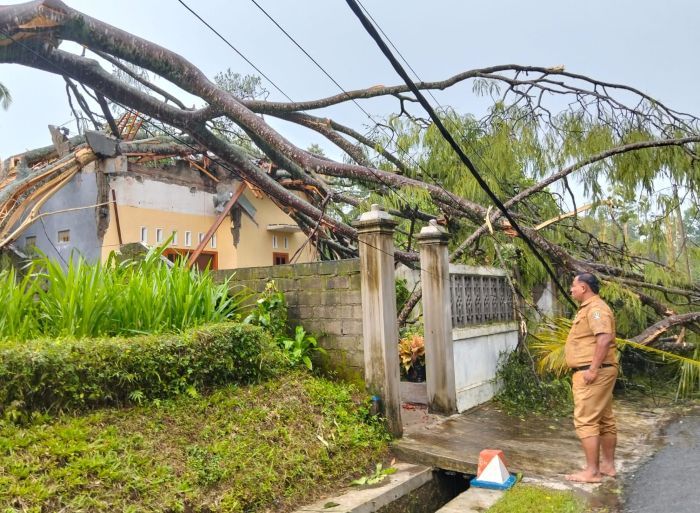 Pohon Sengon Raksasa Ambruk Akibat Hujan Deras dan Angin Kencang, Rumah Warga di Nglegok Rusak Parah