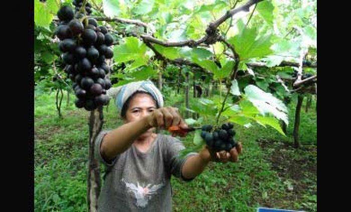 Cuaca Tak Menentu, Petani Anggur di Probolinggo Merugi