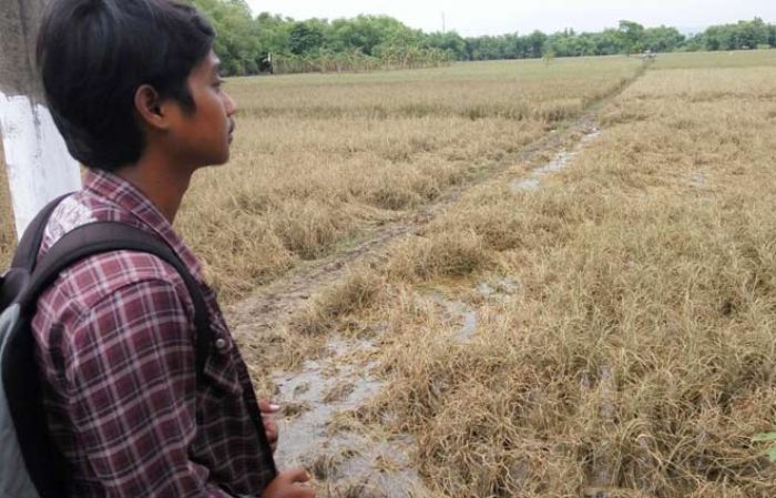 Wabup Bojonegoro Imbau Petani Bantaran Bengawan Solo Ikut Asuransi Padi