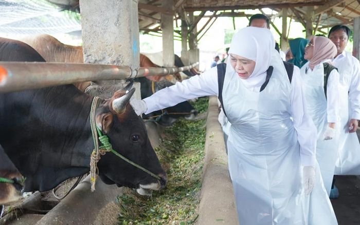 Pastikan Stok Hewan Kurban Cukup, Gubernur Khofifah Tinjau Koperasi Ternak di Lamongan
