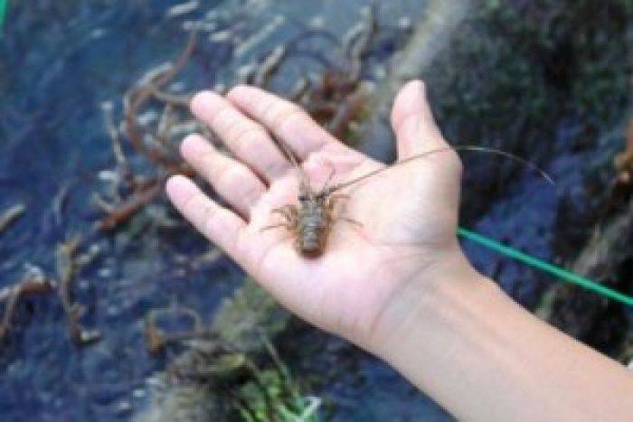 Penangkapan Lobster Kecil Marak di Lumajang