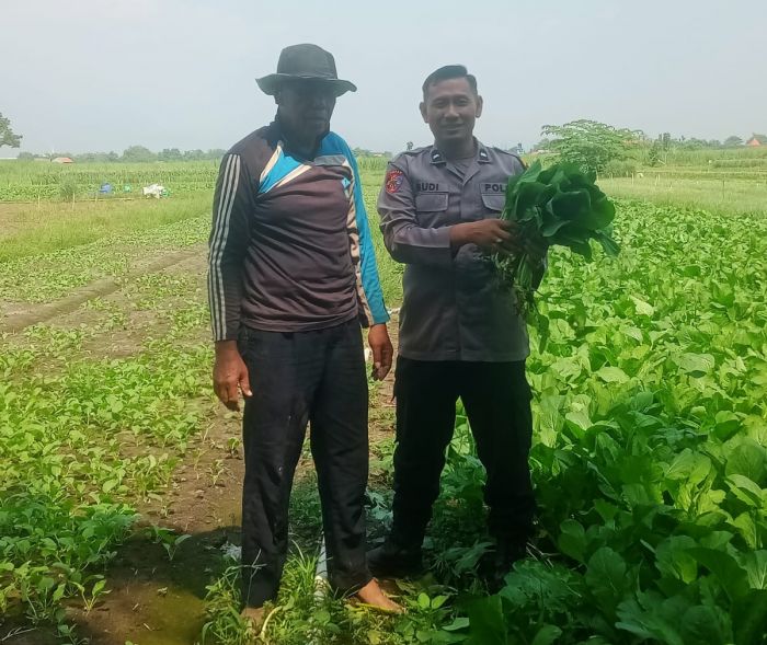 Anggota Polsek Krembung Sidoarjo Turun ke Ladang, Panen Sawi dan Dorong Ketahanan Pangan Anggota Polsek Krembung Sidoarjo Turun ke Ladang, Panen Sawi dan Dorong Ketahanan Pangan