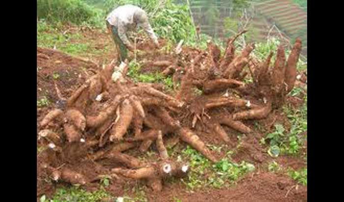 Gara-gara Tapioka Vietnam, Harga Ketela Jatuh, Petani Pacitan Terancam Bangkrut