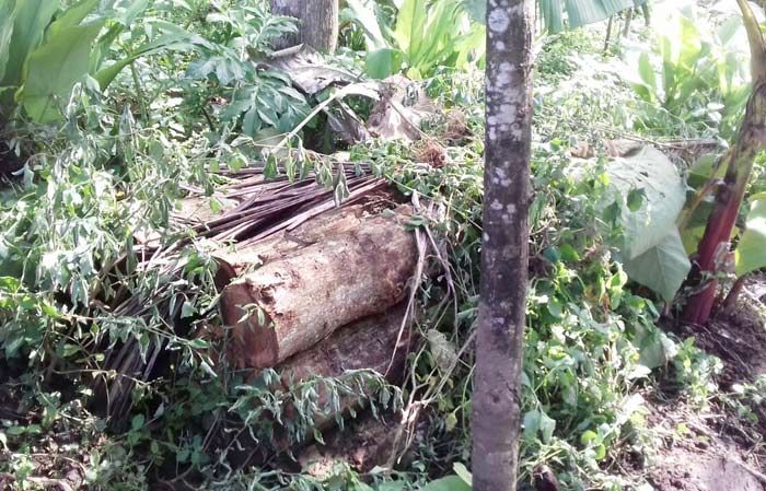 Diduga Hasil Illegal Logging, Kayu Jati Senilai Rp 20 Juta Diamankan Polisi Diduga Hasil Illegal Logging, Kayu Jati Senilai Rp 20 Juta Diamankan Polisi