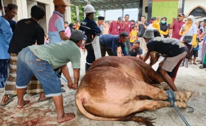 Penyembelihan Sapi Kurban 1,1 Ton Presiden Prabowo di Mantup Lamongan Jadi Tontonan