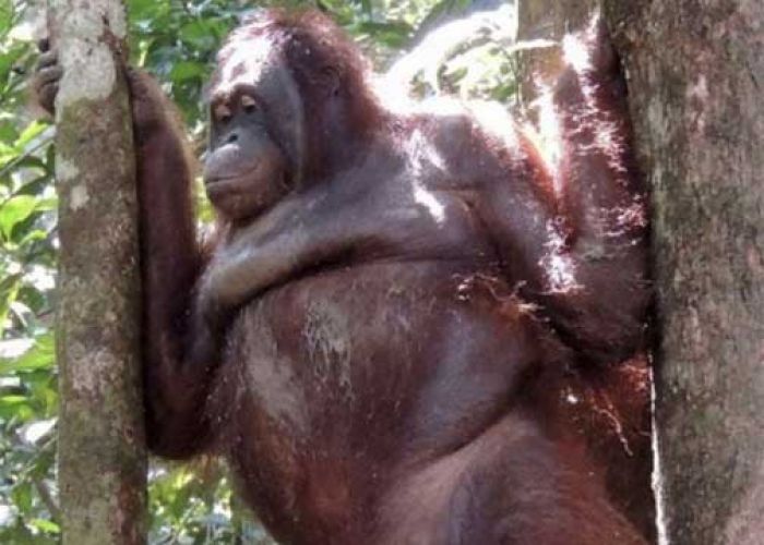 ​Dikunjungi Mantan Germonya, Orangutan yang Pernah Dijadikan Pelacur Menjerit dan Berak-berak
