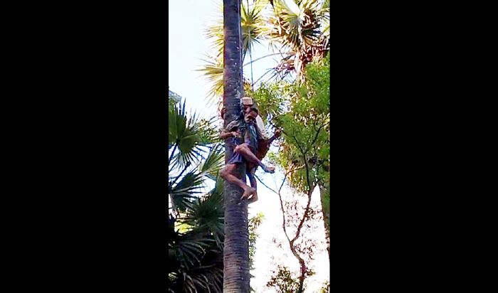 Asma Kambuh, Warga Sumenep Meninggal di Atas Pohon Siwalan, Sempat Viral di Medsos Korban Bunuh Diri