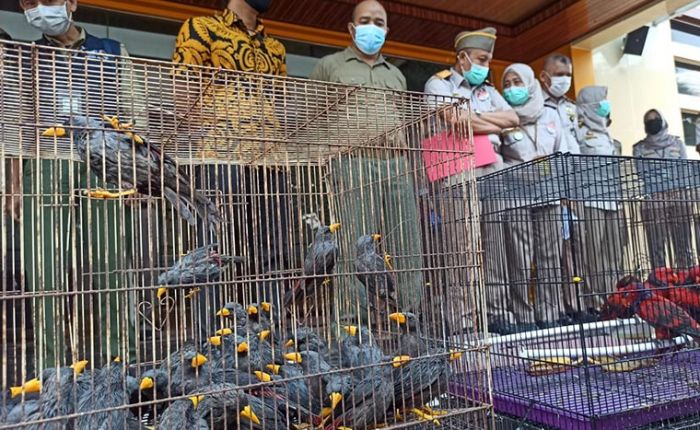 Penyelundupan Burung Dilindungi Melalui Tanjung Perak Surabaya Berhasil Digagalkan