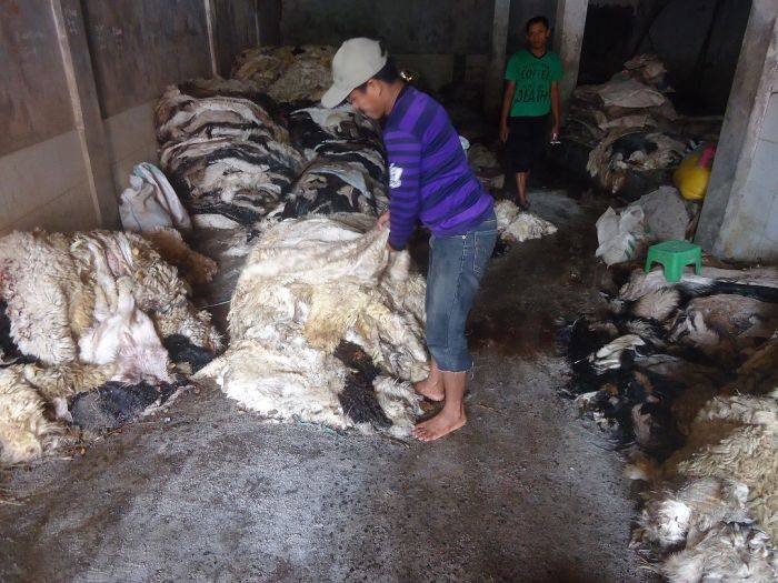 Pengepul Kulit Hewan Kurban Panen