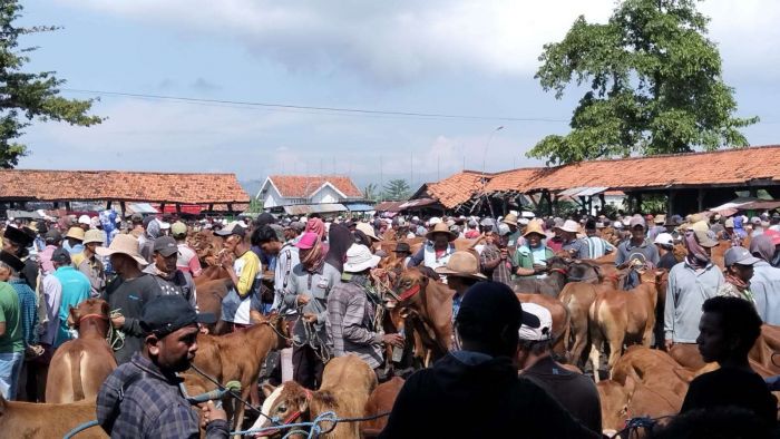 Jelang Iduladha, Disnak Bangkalan Perketat Pengawasan Hewan Kurban yang Dijual