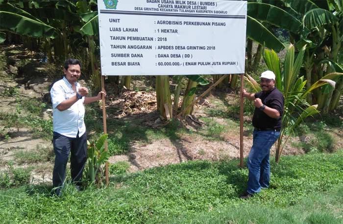 ​FBPD Kunjungi Agrobisnis Perkebunan Pisang di Desa Grinting Sidoarjo