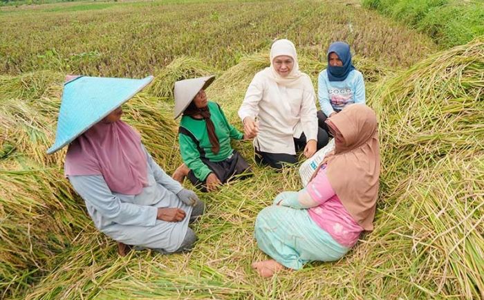 BPS Sebut Jatim Penghasil Beras Tertinggi Sejak 2020-2024, Khofifah: Berkat Semangat Insan Pertanian