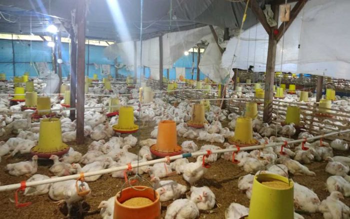 Musim Hujan, Peternak Ayam di Nganjuk Harus Siaga 24 Jam