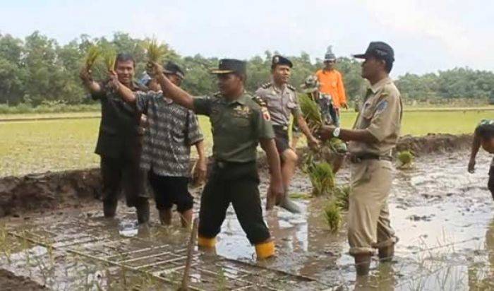 Ciptakan Lumbung Pangan, Disperta dan Kodim 0810 Nganjuk Tanam Padi Serentak