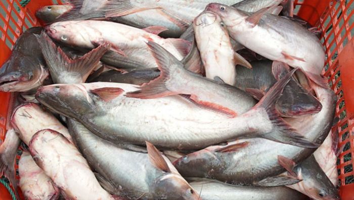 Racikan Umpan Ikan Patin yang Paling Jitu, Cocok Buat Sungai dan Kolam